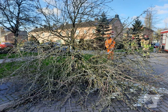 Weg verspert door een omgewaaide boom
