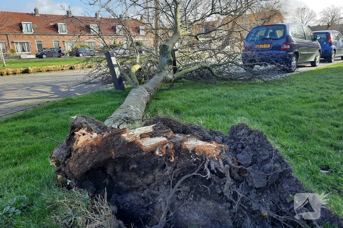 Weg verspert door een omgewaaide boom