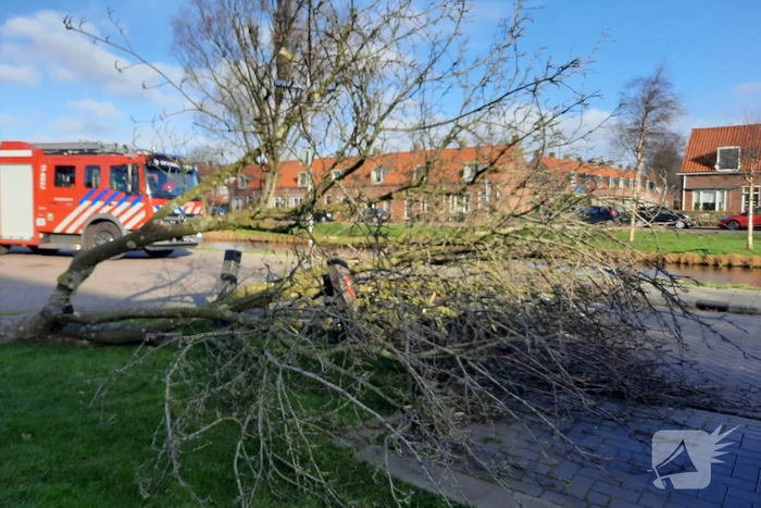 Weg verspert door een omgewaaide boom