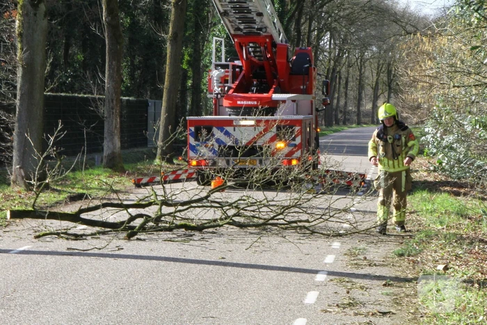 Boom dreigt op weg te vallen
