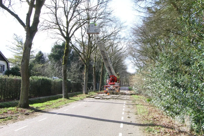 Boom dreigt op weg te vallen
