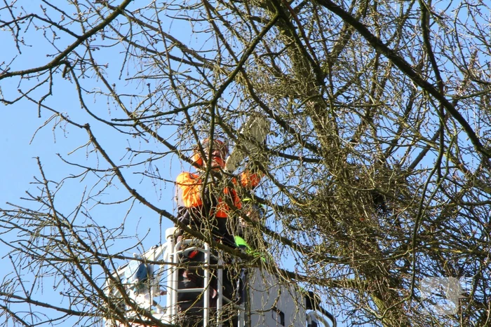Boom dreigt op weg te vallen