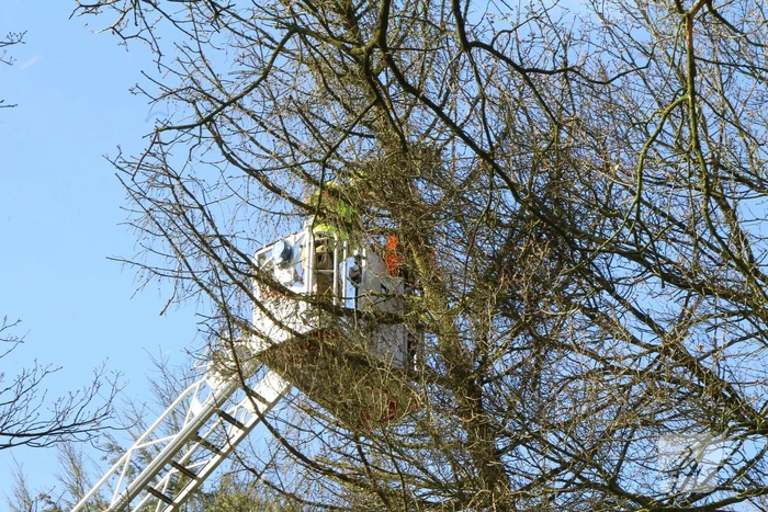 Boom dreigt op weg te vallen