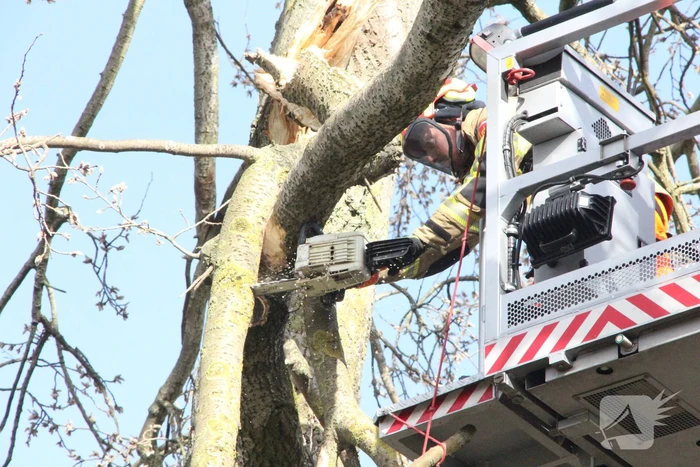 Brandweer zaagt gevaarlijk hangende tak uit boom