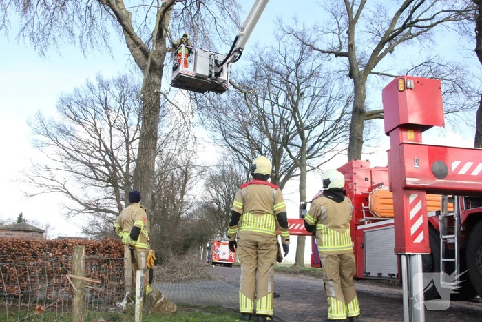 Brandweer zaagt gevaarlijk hangende tak uit boom