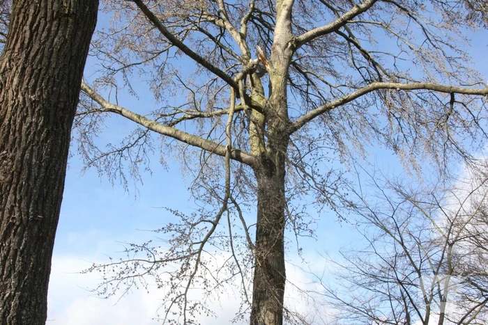 Brandweer zaagt gevaarlijk hangende tak uit boom