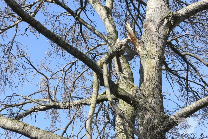 Brandweer zaagt gevaarlijk hangende tak uit boom