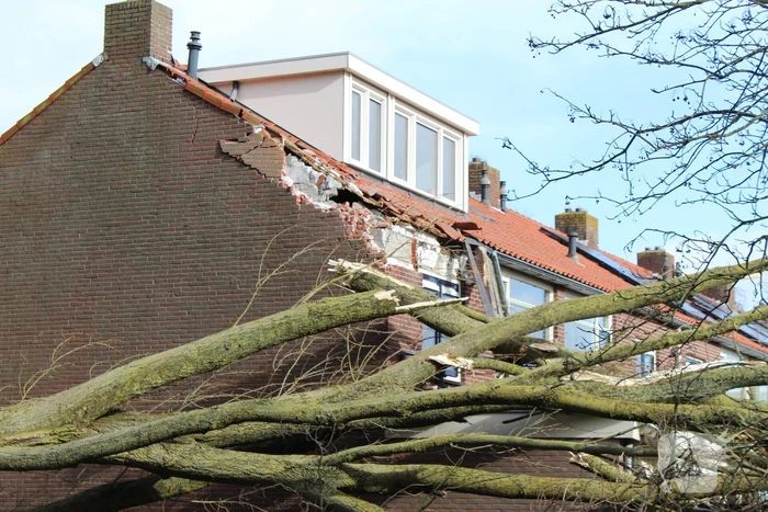 natuur graaf willem ii straat den helder