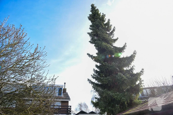 Grote boom dreigt om te waaien