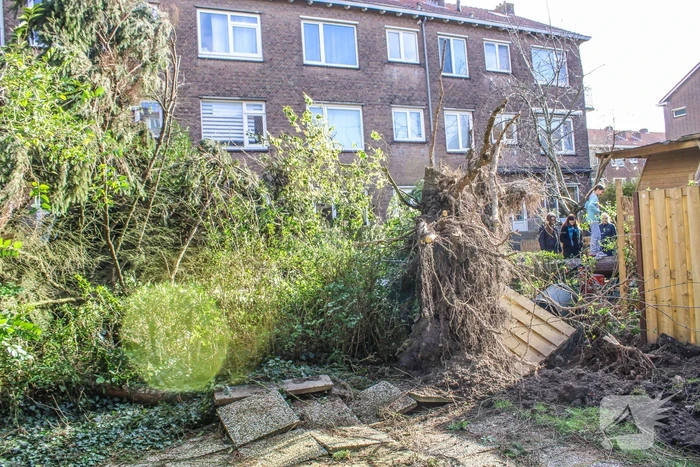 Schade door omgewaaide boom