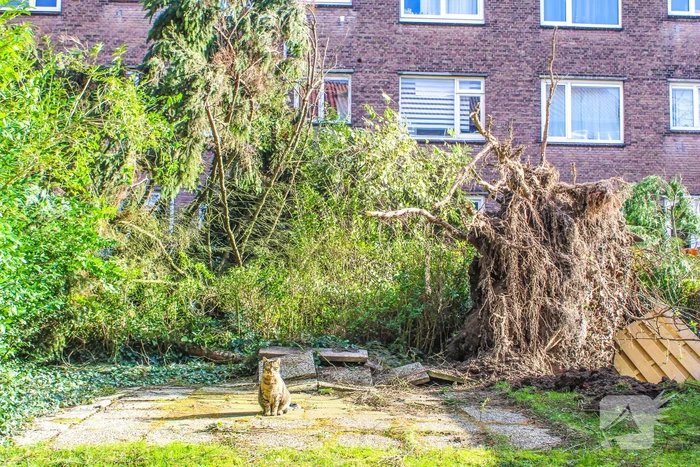 Schade door omgewaaide boom