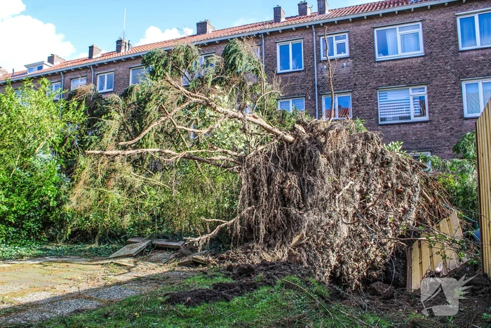 Schade door omgewaaide boom
