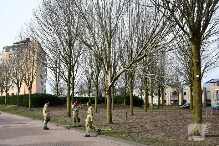 Gevaarlijk hangend deel van boom verwijderd door brandweer