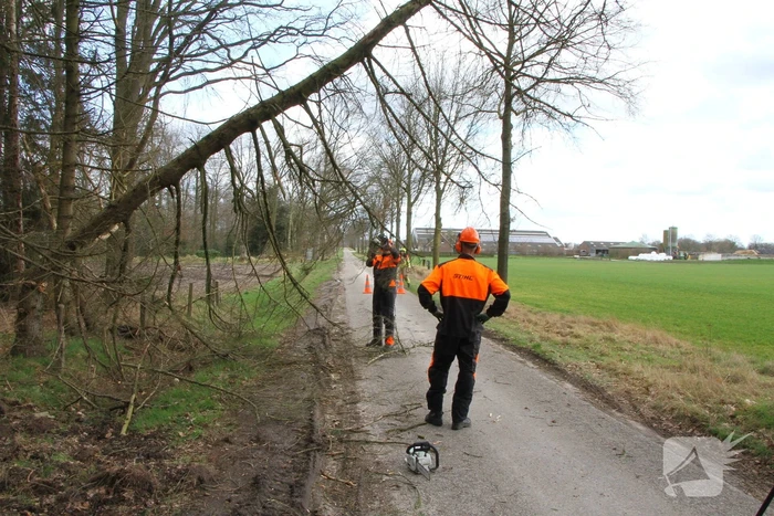 Brandweer duwt gevaarlijke boom omver