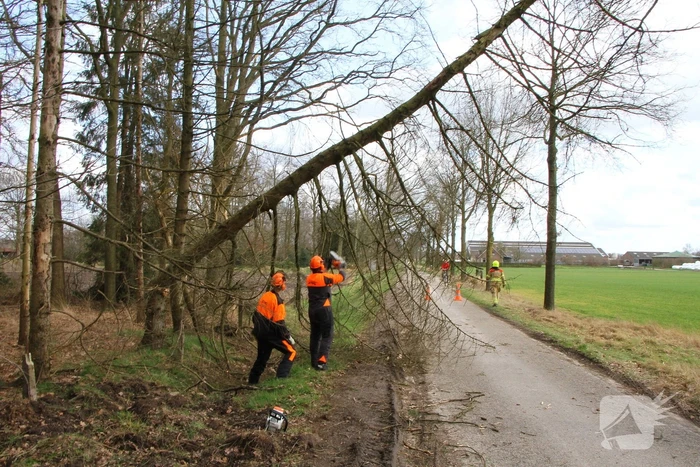 Brandweer duwt gevaarlijke boom omver