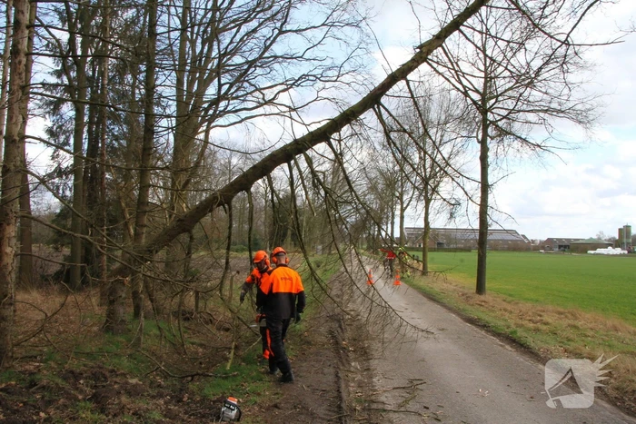 Brandweer duwt gevaarlijke boom omver