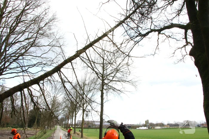 Brandweer duwt gevaarlijke boom omver
