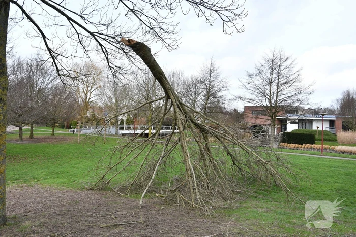 Brandweer ingezet voor twee omgevallen bomen
