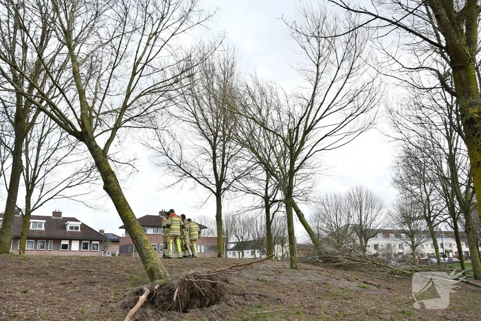 Brandweer ingezet voor twee omgevallen bomen