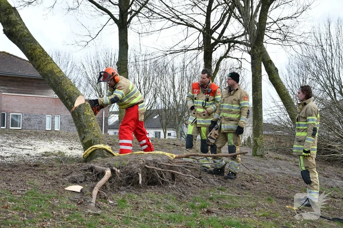 Brandweer ingezet voor twee omgevallen bomen