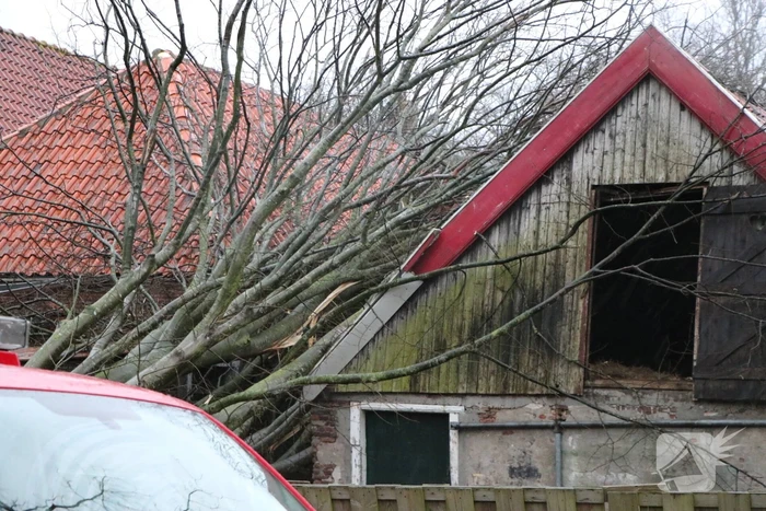 Grote boom valt op woningen en schuur