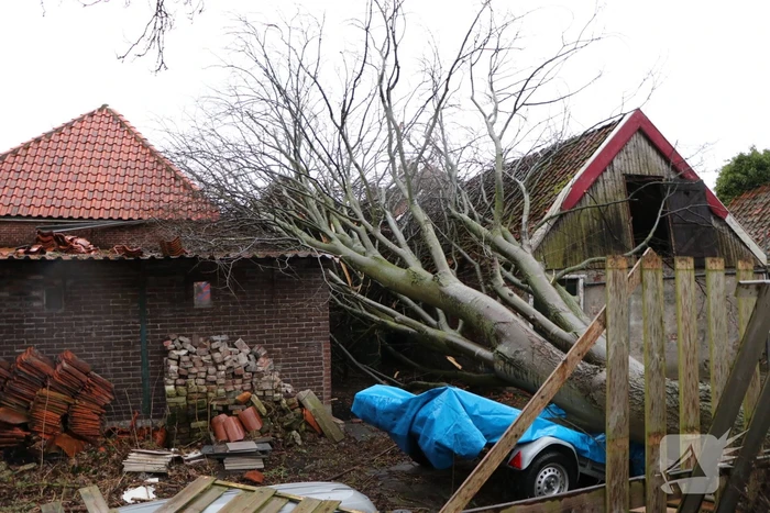 Grote boom valt op woningen en schuur