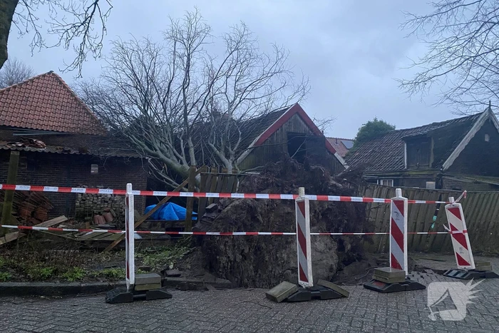 Grote boom valt op woningen en schuur
