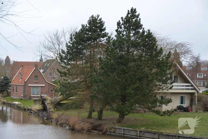 Grote boom omgewaaid op woning