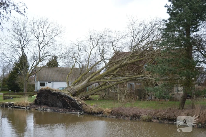 natuur houtmolen makkum