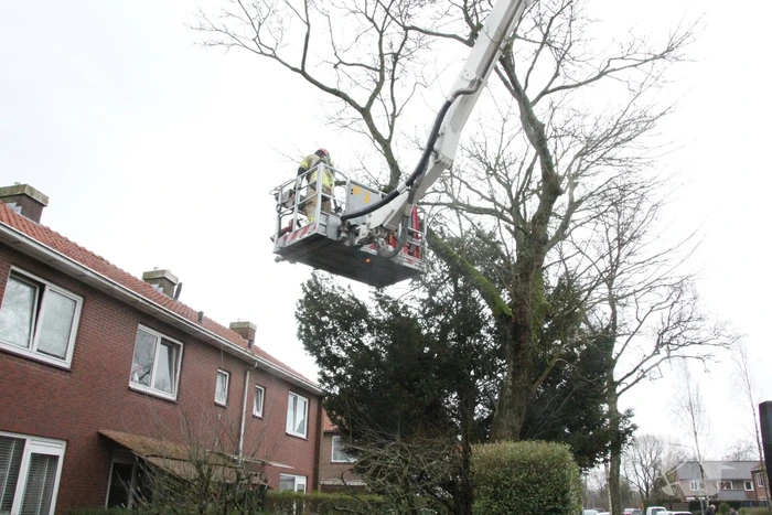 Brandweer haalt gevaarlijke takken uit boom