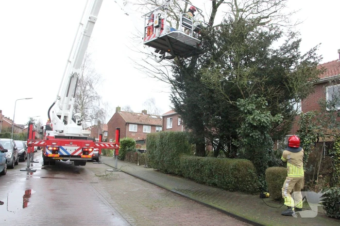 Brandweer haalt gevaarlijke takken uit boom