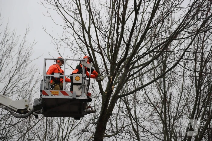 Boom dreigt op woning te vallen