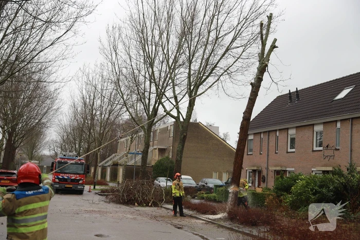 Boom dreigt op woning te vallen
