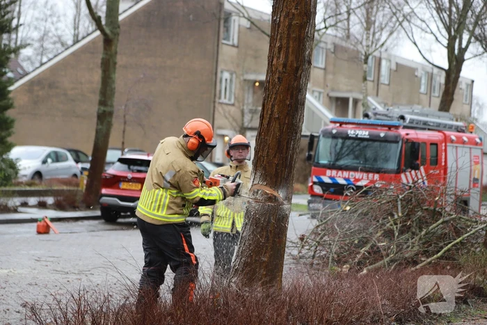 Boom dreigt op woning te vallen