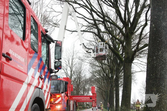 Brandweer zaagt gevaarlijk hangende tak uit boom