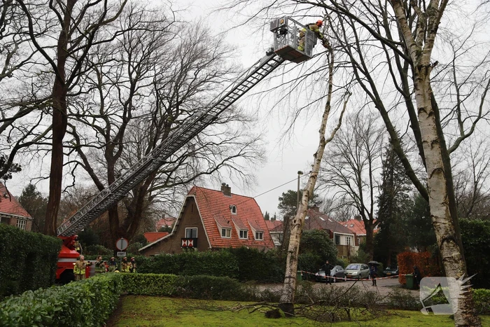 Boom dreigt op auto's te vallen