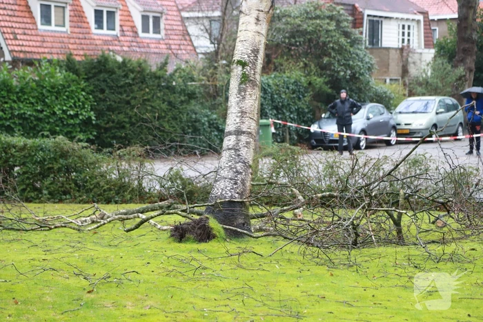 Boom dreigt op auto's te vallen