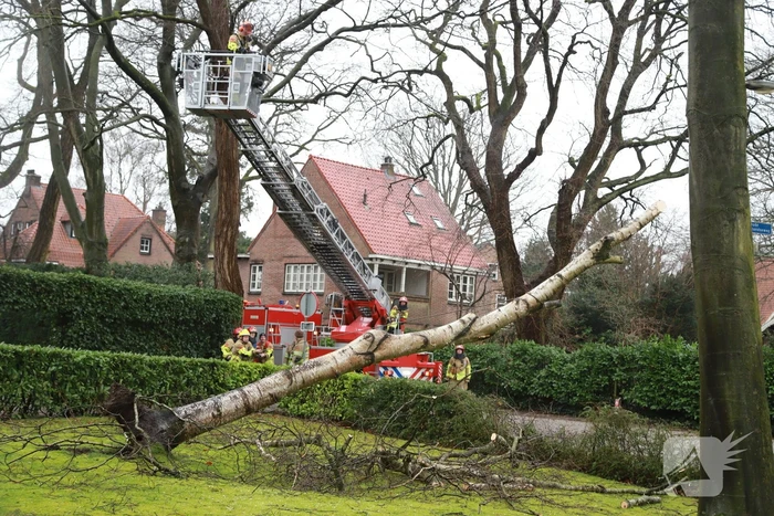 Boom dreigt op auto's te vallen
