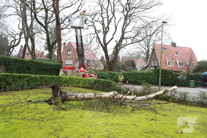 Boom dreigt op auto's te vallen