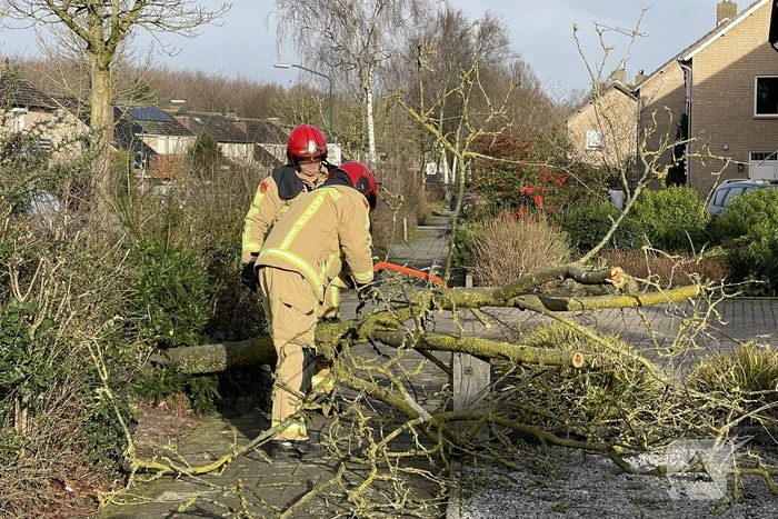 Gevelde boom door storm Franklin in stukken gezaagd