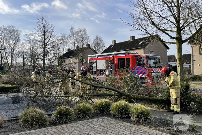 Gevelde boom door storm Franklin in stukken gezaagd