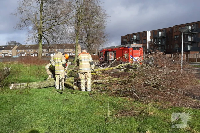 Brandweer haalt gevaarlijk hangende boom neer