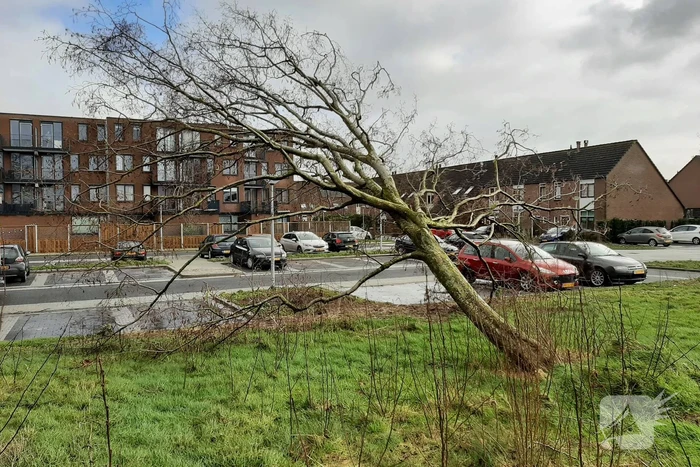 Brandweer haalt gevaarlijk hangende boom neer