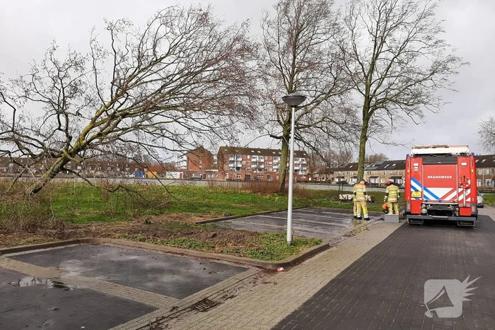 Brandweer haalt gevaarlijk hangende boom neer