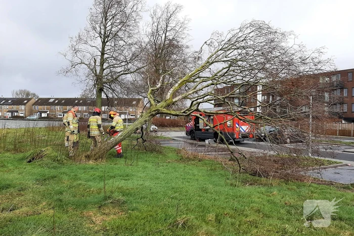 Brandweer haalt gevaarlijk hangende boom neer