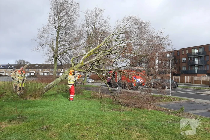 Brandweer haalt gevaarlijk hangende boom neer