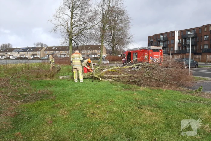 Brandweer haalt gevaarlijk hangende boom neer