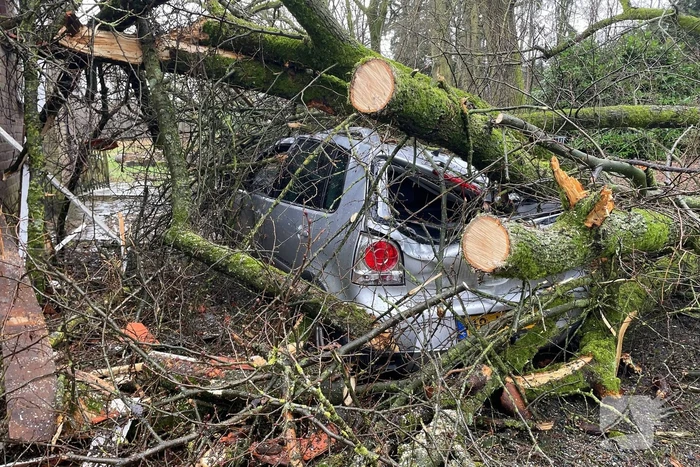 Auto bedolven onder omgewaaide boom