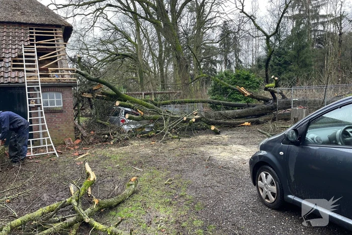 Auto bedolven onder omgewaaide boom