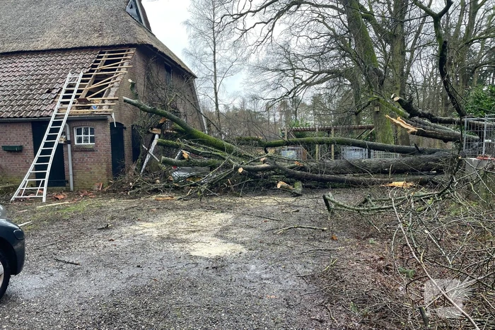 Auto bedolven onder omgewaaide boom